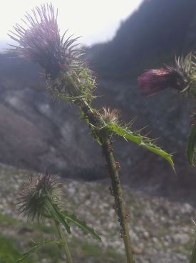 If you look past the ants, the glacier can be seen in the background.